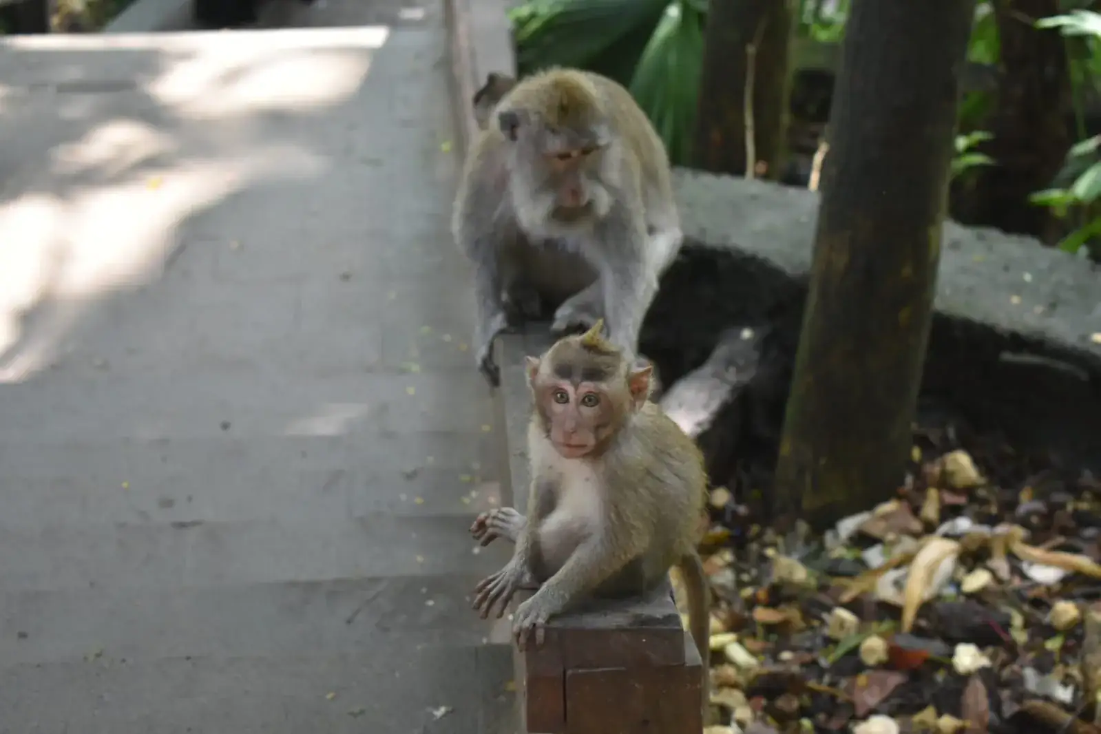 Monos en el Bosque sagrado de los monos, macacos bebes en el Monkey forest