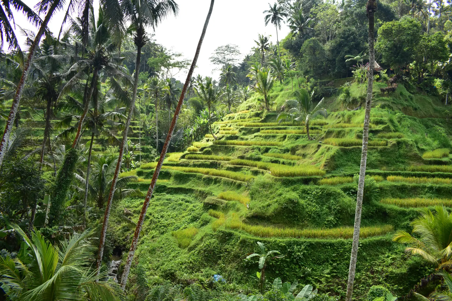 El Alma de Bali: cultura, tradiciones y la secretos sobre la Isla de los Dioses